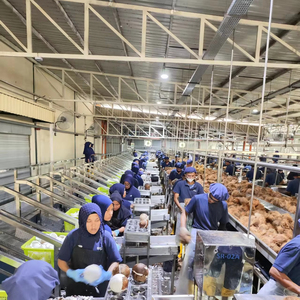 Machine à éplucher la noix de coco mature ancienne presse d'extraction d'huile de coco machine de découpe de noix de coco - Product Image 2