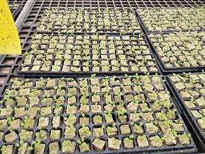 Hydro po nische Pflanz substrat würfel Stein mineralwolle Hydro po nische Wachstums medien Stein keimung Woll würfel - Product Image 4