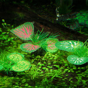 Nouvelle arrivée transfrontalière en plastique 4cm petite taille aquatique à bordure verte à feuilles blanches plantes aquatiques Aquarium décoration de réservoir de poissons - Product Image 3