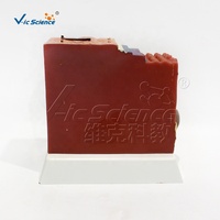 Modelo Anatómico 3D de la Estructura de la Piel Humana, Modelo de Enseñanza de las Capas de la Piel, Modelo Anatómico de PVC para la Enseñanza Médica