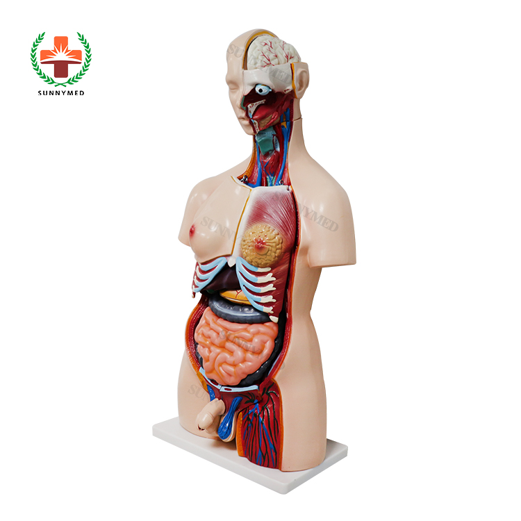 SY-N018 Sexless Torso Model - 85cm Medical Anatomy Teaching