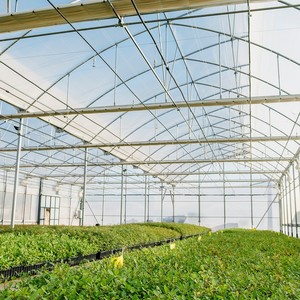 Serre tunnel polytunnel extérieure pour la culture des plantes, serre de jardinage à vendre - Product Image 1