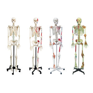 50100.02C 128cm 근육 컬러 왼쪽 절반 관절 인대 오른쪽 하프 인간의 해골 모델 번호 - Product Image 1