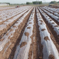 Film de paillis en plastique biodégradable transparent 25 microns Eco Farming Film de paillis agricole