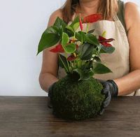 Sansevieria Moonlight Kokedama dengan lumut bola gantung kondisi