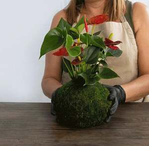 <span class=keywords><strong>Sansevieria</strong></span> Moonlight Kokedama con condición colgante de bola de musgo - Product Image 6