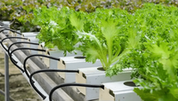 Système de culture hydroponique NFT pour serre verticale Seedafarm, circulation rapide de l'eau, cycle de croissance rapide des légumes à feuilles courtes, simple