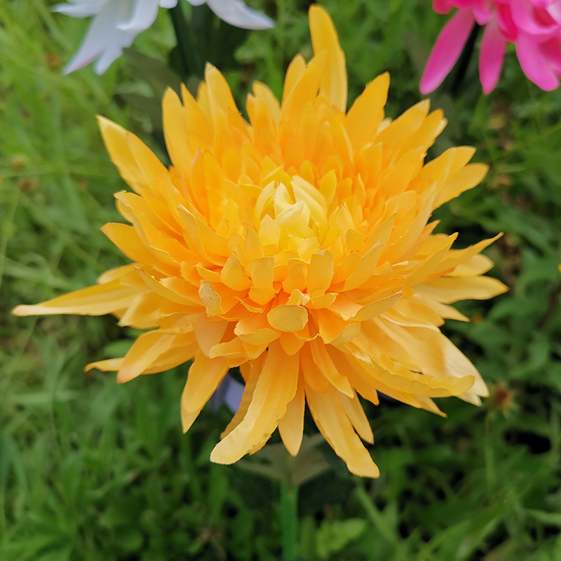 Amarillo