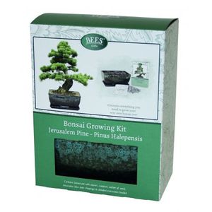 Kit de Bonsái de Pino <span class=keywords><strong>Pinea</strong></span> BEES, Juego Completo con Macetas para Principiantes y Entusiastas, Jardín Interior y Exterior - Product Image 1