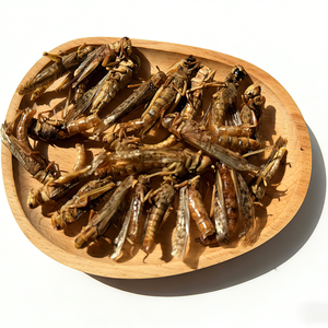 Sauterelles séchées <span class=keywords><strong>comestibles</strong></span> sans hormone, protéines d'<span class=keywords><strong>insectes</strong></span> à absorption élevée pour l'<span class=keywords><strong>alimentation</strong></span> animale et la consommation humaine - Product Image 1