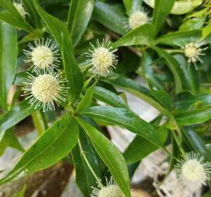 Shui Yang Mei ป่าธรรมชาติแห้ง thinleaf Adina กิ่งและใบตัดสำหรับสมุนไพร - Product Image 3