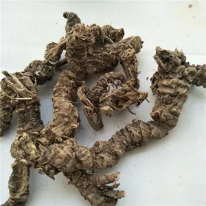xie cao gen Chineses herb dried valerian root powder/whole/slice for sale