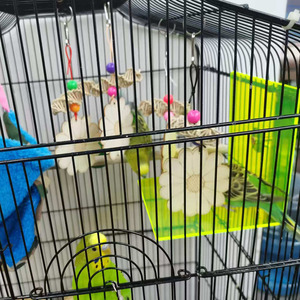 Venta caliente transfronterizo ratán tejido pájaro juguete madera flor floreciente con cuero loro morder juguete Color al azar - Product Image 4