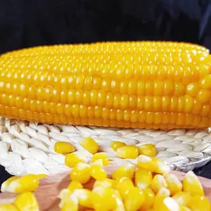 Cetakan kustom kualitas segar dan lezat biji-bijian jagung kuning tongkat manis beku manis seluruh jagung