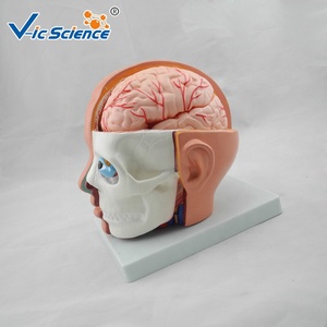 Modelo Plástico de Anatomia Cerebral com Arteria Cerebral para Educação em Ciências Médicas - Product Image 4