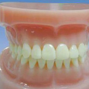 Modelo de Dientes Completo Estándar para Enseñanza Médica, Modelo de Dientes Completo Doble para Enseñanza y Aprendizaje de Anatomía - Product Image 3