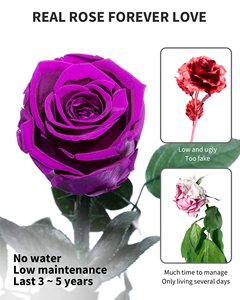 ดอกกุหลาบอมตะสีม่วง <span class=keywords><strong>MC</strong></span> Long Lasting Stabilized บรรจุกล่อง ของขวัญสำหรับวันรับปริญญา อีสเตอร์ วันแม่ วันวาเลนไทน์ - Product Image 3