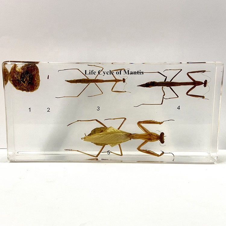 Натуральные НАСЕКОМЫЕ из прозрачной смолы, обучающее оборудование, жизненный цикл образцов мантиса для школы