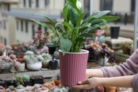 Pot de fleurs en plastique auto-arrosant écologique pour Pothos, grand réservoir d'eau, double pot pour jardin et usage domestique