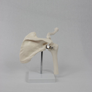 Modèle d'articulation de l'épaule personnalisé ; appareil de formation médicale sur le corps humain ; équipement pédagogique médical - Product Image 1