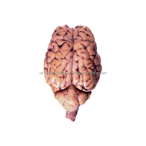 Frozen lamb brain Quality lamb brain - Product Image 2