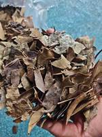 Produits à base de plantes chinoises Dong Qing Ye Holly Leaf, Ilex Chinensis Sims de haute qualité. Ingrédients alimentaires pour les herbes aromatiques et les feuilles de plantes médicinales