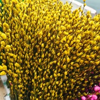 Fleurs séchées naturelles 2026 : Saule argenté (Salix Argyracea) pour la décoration du Nouvel An et du Festival du Printemps