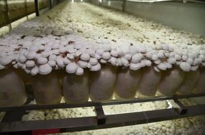 Chambre de culture de champignons modulaire avec contrôle intelligent de l'environnement pour divers champignons comestibles - Product Image 3