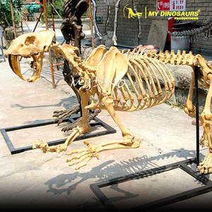 Squelette d'animal de l'ère glaciaire préhistorique, squelette de Smilodon - Product Image 3