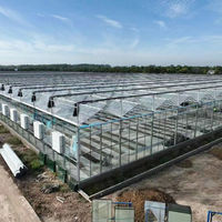 Serre en verre Venlo à haut rendement pour la culture de tomates, 50 tonnes par 1000 m², système complet