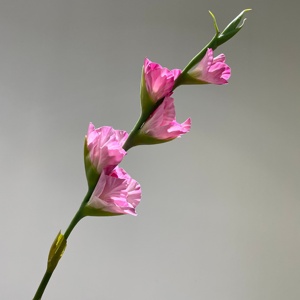 <span class=keywords><strong>Flores</strong></span> Artificiales de Gladiolo Blanco de Alta Calidad, <span class=keywords><strong>Flores</strong></span> de Gladiolo de Látex con Tacto Real para Decoración Floral de Mesa en Hogar, Fiestas y Bodas - Product Image 2