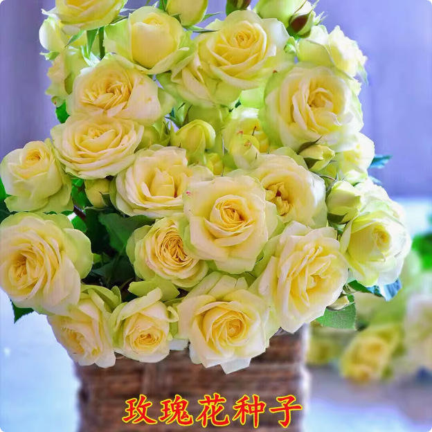 6# 200 กรัม ครีม ลอนซา