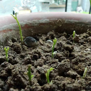 Semi <span class=keywords><strong>di</strong></span> Glicine - Tasso <span class=keywords><strong>di</strong></span> Germinazione Elevato (80%+) per Giardinaggio Domestico e Paesaggistica - Product Image 2