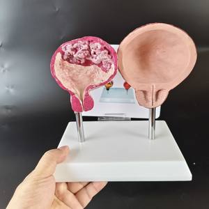 Comparación de Órganos Viscerales Normales con Corazón, Pulmón, Vejiga, Vasos, Tráquea Oral, Modelo Médico Fetal - Product Image 6