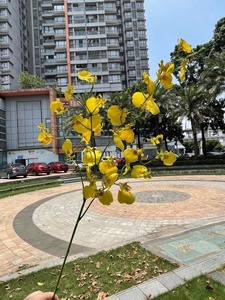 Muro de Flores Artificiales para Recepción de Hotel, Orquídea Amarilla Danzante, Clavel Verde, Seda, 60 cm, Chen's Soft Commercial Beauty - Product Image 6