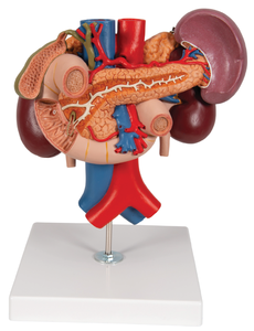Modelo Anatómico de Órganos Posteriores del Abdomen Superior para la Enseñanza en la Escuela de Ciencias Médicas (Riñón, Arterias Abdominales, Venas) PVC Detallado - Product Image 1