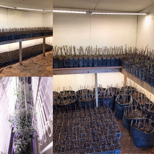 Liweida 2.8 umol/J thương mại LED Strip phát triển ánh sáng cho các nhà máy Rau 1.2m 30 Wát quang phổ đầy đủ 4000K 660nm không thấm nước T8 Ống - Product Image 3