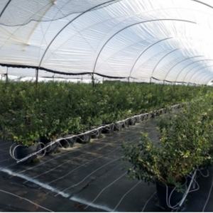 Planta negra barata al por mayor para plantas suculentas, <span class=keywords><strong>macetas</strong></span> de vivero, maceta de plástico de 3 galones y 12cm sin agujeros - Product Image 2