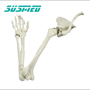 Медицинская обучающая модель человеческого скелета на руку с костью верхней конечности - Product Image 3