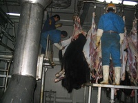 Cisaille hydraulique pour sabots de bovins (original: Allemagne) Fournisseur de haute qualité EME Production pour équipement d'abattoir de bovins Argent