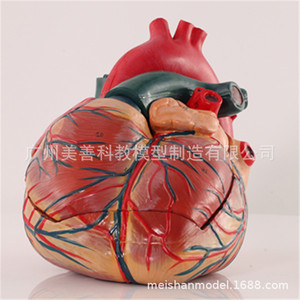 Modèle de cœur humain agrandi 5 fois, échographie Doppler couleur, modèle d'anatomie cardiaque, modèle de valve endocardeenne. - Product Image 2
