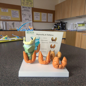 चिकित्सा एनाटोमिकल मॉडल पेशेवर चिकित्सा शिक्षण शरीर रचना थायरॉइड रोग चिकित्सा विज्ञान शिक्षा मॉडल - Product Image 2