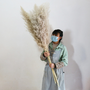 Boho Ins Style naturel séché moelleux blanc <span class=keywords><strong>pampa</strong></span> herbe préservée décor fleurs pour centres <span class=keywords><strong>de</strong></span> table <span class=keywords><strong>de</strong></span> mariage et décoration <span class=keywords><strong>de</strong></span> la maison - Product Image 6