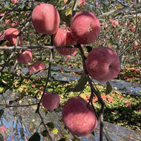 Chinese Shandong verse Fuji Red Delicious Gala appels met zoete smaak, sappig, vitamine-rijk, graad 1