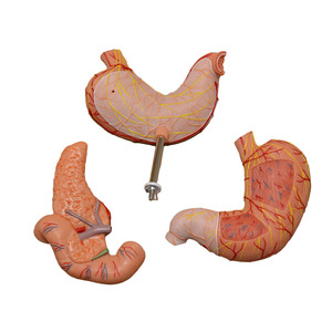 Modelo de estómago humano con vasos esofágicos Duodeno Páncreas y <span class=keywords><strong>nervios</strong></span> - Product Image 3