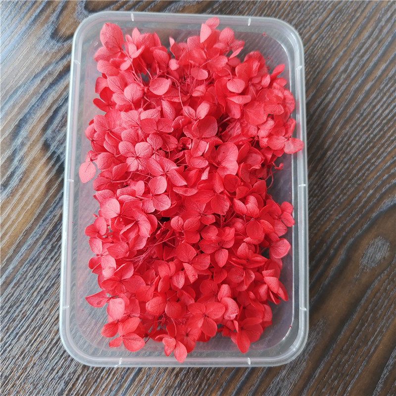 Bleaching color-big red-5g anna lobular hydrangea box