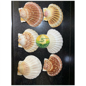 Conchas de Vieira Limpias al por Mayor para Presentación de Alimentos en Restaurantes, Servicio de Mariscos, Manualidades, Decoración del Hogar, Embalaje a Granel OEM - Product Image 6