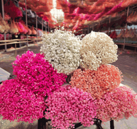 Bouquet de Gypsophile Naturelle en Gros LUYI – Fleurs Séchées Préservées pour Mariage et Décoration Intérieure