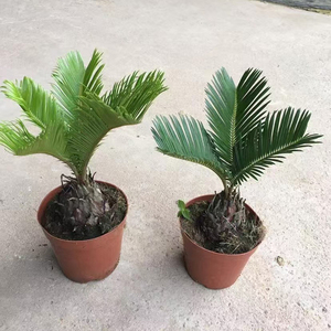 Palma de Sago Natural Grande, Bonsái, Árbol Real, Planta Viva, Venta al por Mayor, Palma Cycas, Planta para Interiores, Hogar, Jardín, Paisajismo, Vivero - Product Image 6