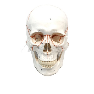 Modelo Anatómico <span class=keywords><strong>de</strong></span> Cráneo Humano con Suturas Numeradas, Material <span class=keywords><strong>de</strong></span> PVC Educativo para Ciencias Médicas - Product Image 1